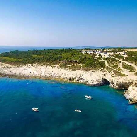 Asterina *